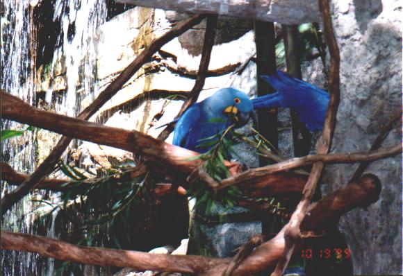 Bird