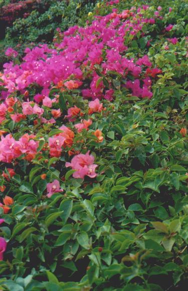 Bougainvillia