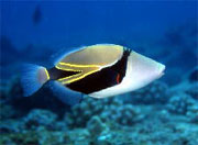 Humuhumunukunukuapua'a