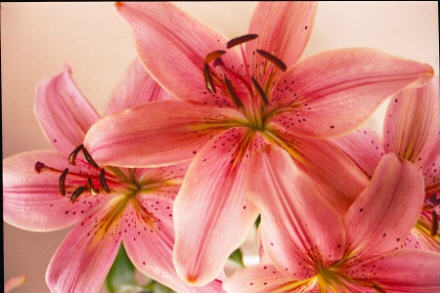 Rowr! Tiger lilies!