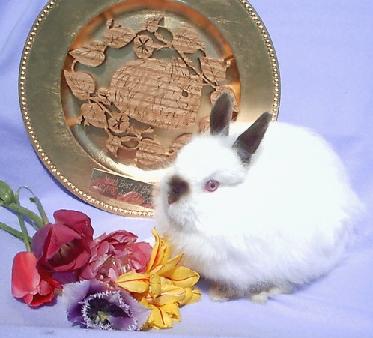 Image2