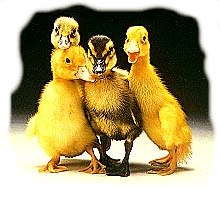 Some Ducklings (Awww Ain't They Precious!)