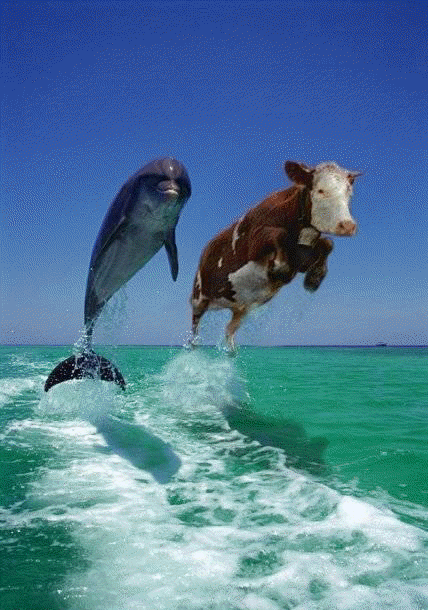 This is supposed to show a picture of a dolphin and a cow side by side, mid-air in a leap above the water, with water trailing behind them.