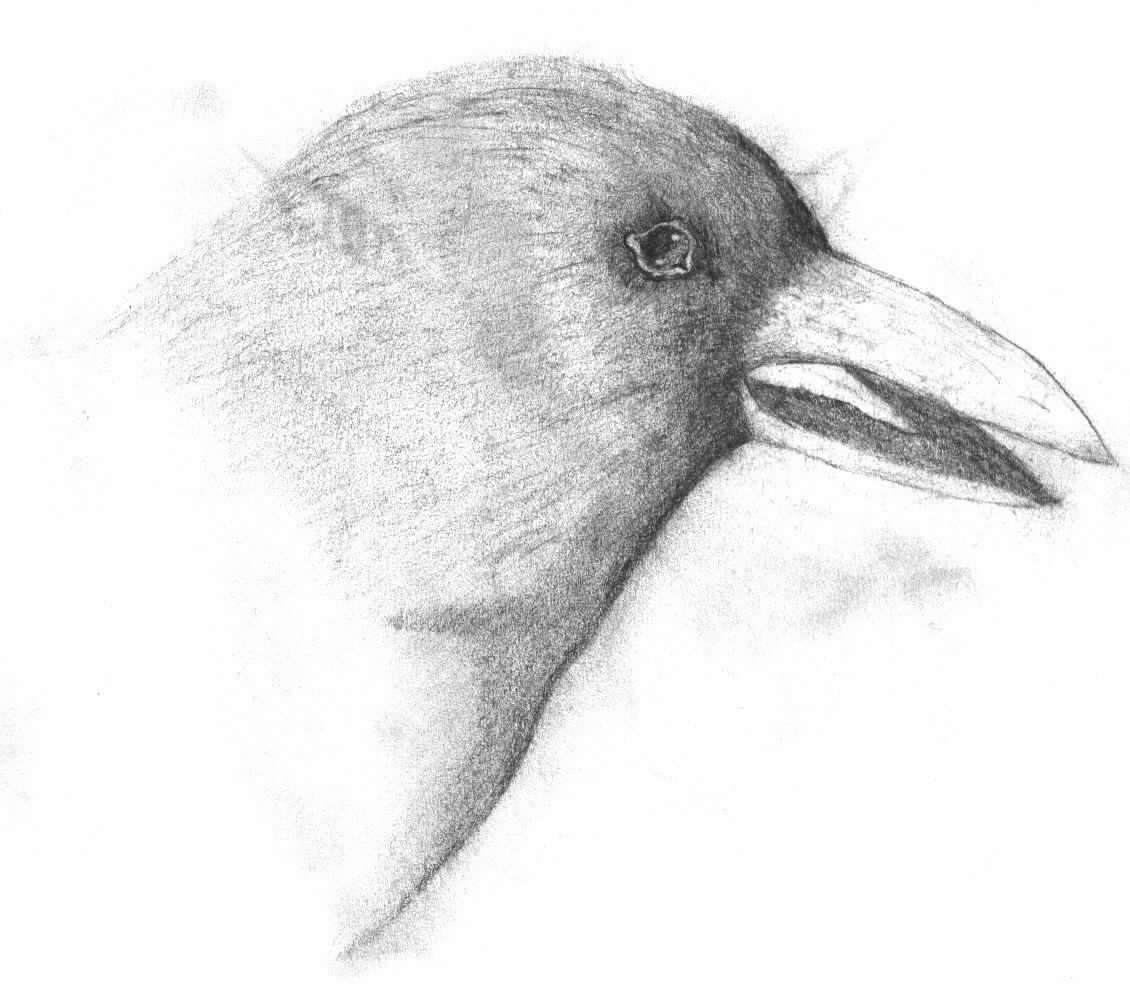caw
