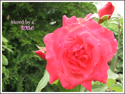  MY rose 