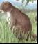 HIDE THE CHEESE. A bison-size rodent, Phoberomys pattersoni, grazed on aquatic grasses and roamed the riverbanks of ancient Venezuela about 8 million years ago.