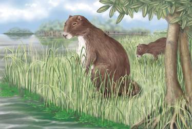 HIDE THE CHEESE. A bison-size rodent, Phoberomys pattersoni, grazed on aquatic grasses and roamed the riverbanks of ancient Venezuela about 8 million years ago.