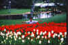 photo-Bed_of_Tulips.jpg (107441 bytes)