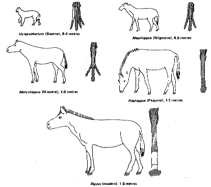 http://web.ukonline.co.uk/webwise/spinneret/genes/horses.gif