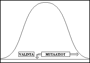 (C)Tuomo Hämäläinen,2006