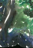 nightskywithtrees2