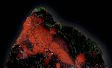 Bloodstone / Heliotrope