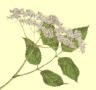 Elder