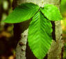 Elm
