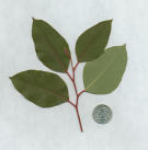 Eucalyptus