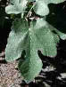Fig