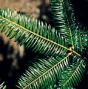 Fir