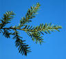 Hemlock