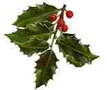 Holly