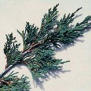 Juniper