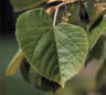 Linden