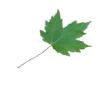 Maple
