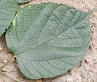 Mulberry