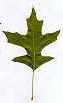 Oak