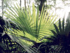 Palm
