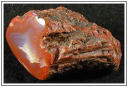 Petrified Wood