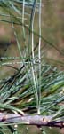 Pine