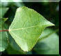Poplar
