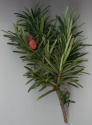Yew