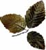 Alder