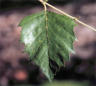 Birch