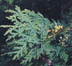 Cedar