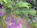 Cypress
