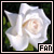 My favorite flower