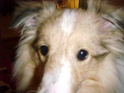 Close up of Willie