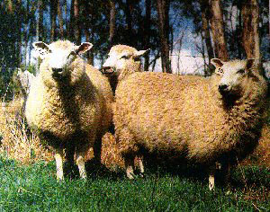 Ewe Family Re-EWE-nion