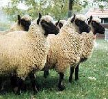 European sheep