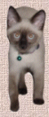 JoJo at age four months just before his surgery.