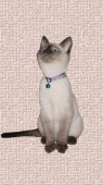 JoJo the Dancing Traditional Siamese Cat