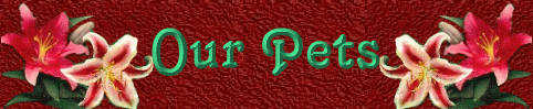 Our Pets - visit our rabbit, dogs, cat, and birds
