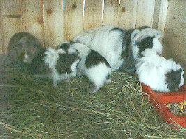 IMAGE COPYRIGHTED