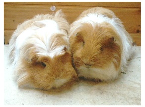 IMAGE COPYRIGHTED