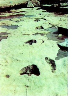 Dinosaur and Human Footprints Fossilized Next to Eachother