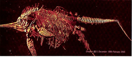 A Mother Ichthyosaur