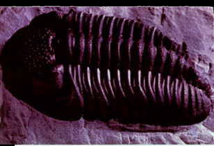 A Trilobite