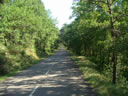SOMBRAS DE &Aacute;RBOLES